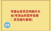 穹窿山有灵芝吗图片大全(穹顶山的营养宝藏：灵芝图片集锦)