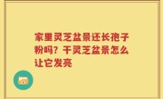 家里灵芝盆景还长孢子粉吗？干灵芝盆景怎么让它发亮
