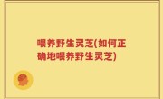 喂养野生灵芝(如何正确地喂养野生灵芝)