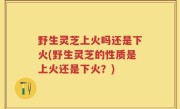 野生灵芝上火吗还是下火(野生灵芝的性质是上火还是下火？)