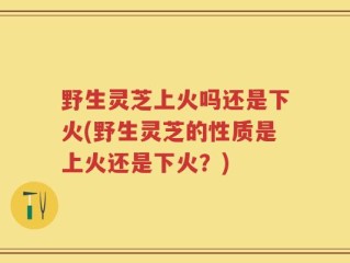 野生灵芝上火吗还是下火(野生灵芝的性质是上火还是下火？)