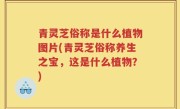 青灵芝俗称是什么植物图片(青灵芝俗称养生之宝，这是什么植物？)