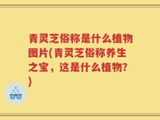 青灵芝俗称是什么植物图片(青灵芝俗称养生之宝，这是什么植物？)