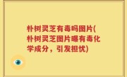 朴树灵芝有毒吗图片(朴树灵芝图片曝有毒化学成分，引发担忧)