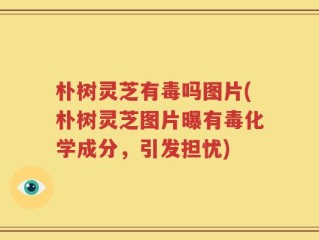 朴树灵芝有毒吗图片(朴树灵芝图片曝有毒化学成分，引发担忧)
