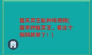 夏天灵芝能种吗视频(夏季种植灵芝，看这个视频就够了！)