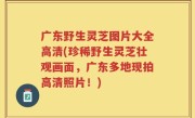 广东野生灵芝图片大全高清(珍稀野生灵芝壮观画面，广东多地现拍高清照片！)