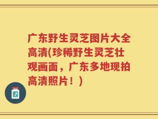 广东野生灵芝图片大全高清(珍稀野生灵芝壮观画面，广东多地现拍高清照片！)