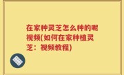 在家种灵芝怎么种的呢视频(如何在家种植灵芝：视频教程)