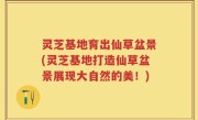 灵芝基地育出仙草盆景(灵芝基地打造仙草盆景展现大自然的美！)