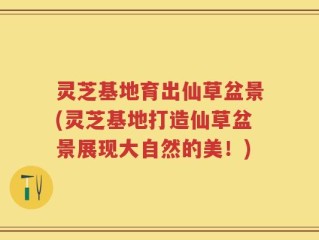 灵芝基地育出仙草盆景(灵芝基地打造仙草盆景展现大自然的美！)