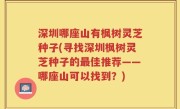 深圳哪座山有枫树灵芝种子(寻找深圳枫树灵芝种子的最佳推荐——哪座山可以找到？)