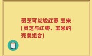 灵芝可以放红枣 玉米(灵芝与红枣、玉米的完美组合)