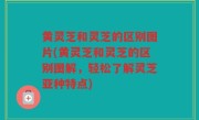 黄灵芝和灵芝的区别图片(黄灵芝和灵芝的区别图解，轻松了解灵芝亚种特点)