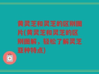 黄灵芝和灵芝的区别图片(黄灵芝和灵芝的区别图解，轻松了解灵芝亚种特点)