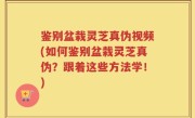 鉴别盆栽灵芝真伪视频(如何鉴别盆栽灵芝真伪？跟着这些方法学！)