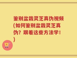 鉴别盆栽灵芝真伪视频(如何鉴别盆栽灵芝真伪？跟着这些方法学！)