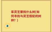 采灵芝要找什么树(如何寻找与灵芝搭配的树种？)