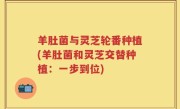 羊肚菌与灵芝轮番种植(羊肚菌和灵芝交替种植：一步到位)