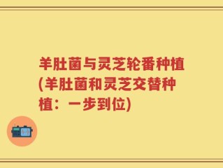 羊肚菌与灵芝轮番种植(羊肚菌和灵芝交替种植：一步到位)