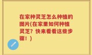 在家种灵芝怎么种植的图片(在家里如何种植灵芝？快来看看这些步骤！)
