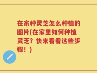 在家种灵芝怎么种植的图片(在家里如何种植灵芝？快来看看这些步骤！)