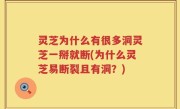 灵芝为什么有很多洞灵芝一掰就断(为什么灵芝易断裂且有洞？)