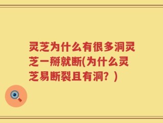 灵芝为什么有很多洞灵芝一掰就断(为什么灵芝易断裂且有洞？)