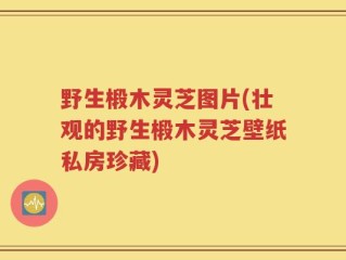 野生椴木灵芝图片(壮观的野生椴木灵芝壁纸私房珍藏)