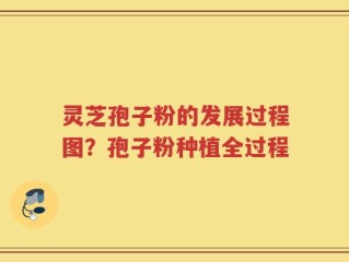 灵芝孢子粉的发展过程图？孢子粉种植全过程