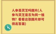 人参是灵芝吗图片(人参与灵芝是否为同一植物？看看这张图片即可得出答案)