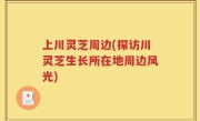 上川灵芝周边(探访川灵芝生长所在地周边风光)