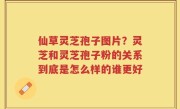 仙草灵芝孢子图片？灵芝和灵芝孢子粉的关系到底是怎么样的谁更好