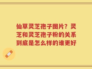 仙草灵芝孢子图片？灵芝和灵芝孢子粉的关系到底是怎么样的谁更好