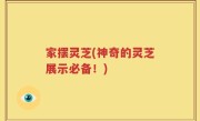 家摆灵芝(神奇的灵芝展示必备！)