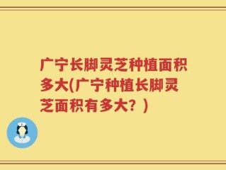 广宁长脚灵芝种植面积多大(广宁种植长脚灵芝面积有多大？)