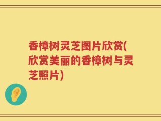 香樟树灵芝图片欣赏(欣赏美丽的香樟树与灵芝照片)