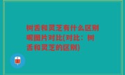树舌和灵芝有什么区别呢图片对比(对比：树舌和灵芝的区别)