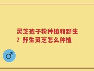 灵芝孢子粉种植和野生？野生灵芝怎么种植