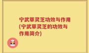 宁武草灵芝功效与作用(宁武草灵芝的功效与作用简介)