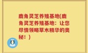 鹿角灵芝养殖基地(鹿角灵芝养殖基地：让您尽情领略草木精华的奥秘！)