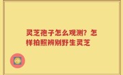 灵芝孢子怎么观测？怎样拍照辨别野生灵芝