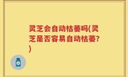 灵芝会自动枯萎吗(灵芝是否容易自动枯萎？)