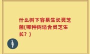 什么树下容易生长灵芝菌(哪种树适合灵芝生长？)