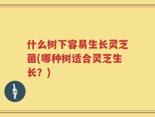 什么树下容易生长灵芝菌(哪种树适合灵芝生长？)