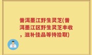普洱墨江野生灵芝(普洱墨江区野生灵芝丰收,滋补佳品等待拾取)