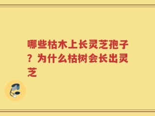 哪些枯木上长灵芝孢子？为什么枯树会长出灵芝