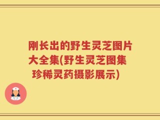 刚长出的野生灵芝图片大全集(野生灵芝图集 珍稀灵药摄影展示)