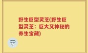野生巨型灵芝(野生巨型灵芝：巨大又神秘的养生宝藏)