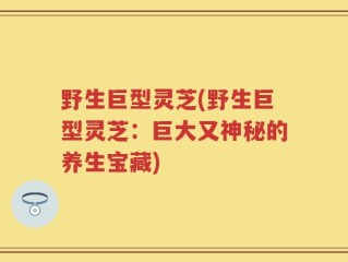 野生巨型灵芝(野生巨型灵芝：巨大又神秘的养生宝藏)